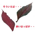 赤く色づく葉っぱ達