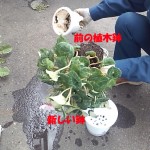 植え替えます。根がぎっしりだった